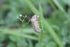 104497 – Photo : Romain Deschamps – France (51)