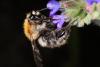 Bombus pascuorum