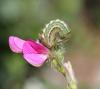 104070 – Photo : Chatrice – France (05)
