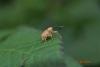 104683 – Photo : Homo sapiens – France (16)
