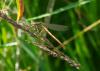 104671 – Photo : Didier Houbrechts – Belgique