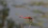 104970 – Photo : Didier Houbrechts – Belgique