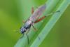 Sepedon sphegea