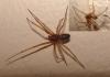 104111 – Photo : Jean-Claude Jamoulle – France (06)