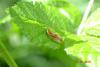 104766 – Photo : Homo sapiens – France (16)