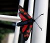 104006 – Photo : Patrick Decreus – France (46)