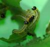104770 – Photo : Patrick Decreus – France (93)