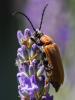 104576 – Photo : Joseph Rezeau – France (35)
