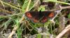 104839 – Photo : Homo sapiens – France (16)