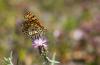 104842 – Photo : patrick derennes – France (26)