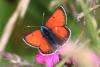 104552 – Photo : Gerard VIGO – France (74)