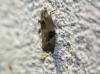 104350 – Photo : alain Roujas – France (31)