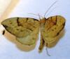 104997 – Photo : David Guedon – France (76)