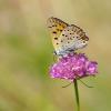 104710 – Photo : Bernard DELEFOSSE – France (84)