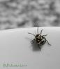 104557 – Photo : Bernard Pichetto – France (81)
