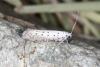 104981 – Photo : Michel Ehrhardt – France (68)