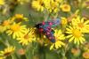 104978 – Photo : Michel Ehrhardt – France (68)