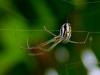 104039 – Photo : Vincent VALLI – Guadeloupe
