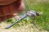 104087 – Photo : David Brient – France (33)