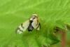 104069 – Photo : Patrick Le Mao – France (35)