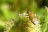 104762 – Photo : Patrick Le Mao – France (22)