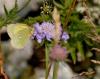 104861 – Photo : Thierry Morel – France (25)
