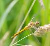 104183 – Photo : Viviane Godenne – Belgique