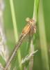 104591 – Photo : Didier Houbrechts – Belgique