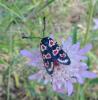 104655 – Photo : Jc.grandmaire – France (83)