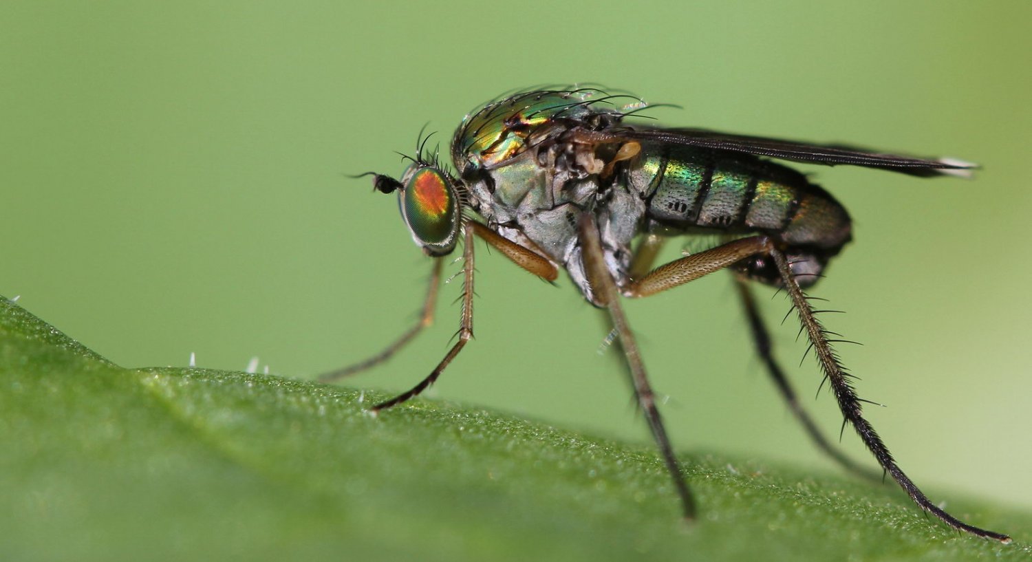 Jérémie Lemarié - Poecilobothrus nobilitatus - réf. 104237 (1500 x 817 pixels, 121 ko)