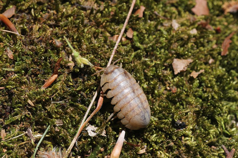 Duborget Robin - Helleria brevicornis - réf. 104329 (900 x 600 pixels, 175 ko)