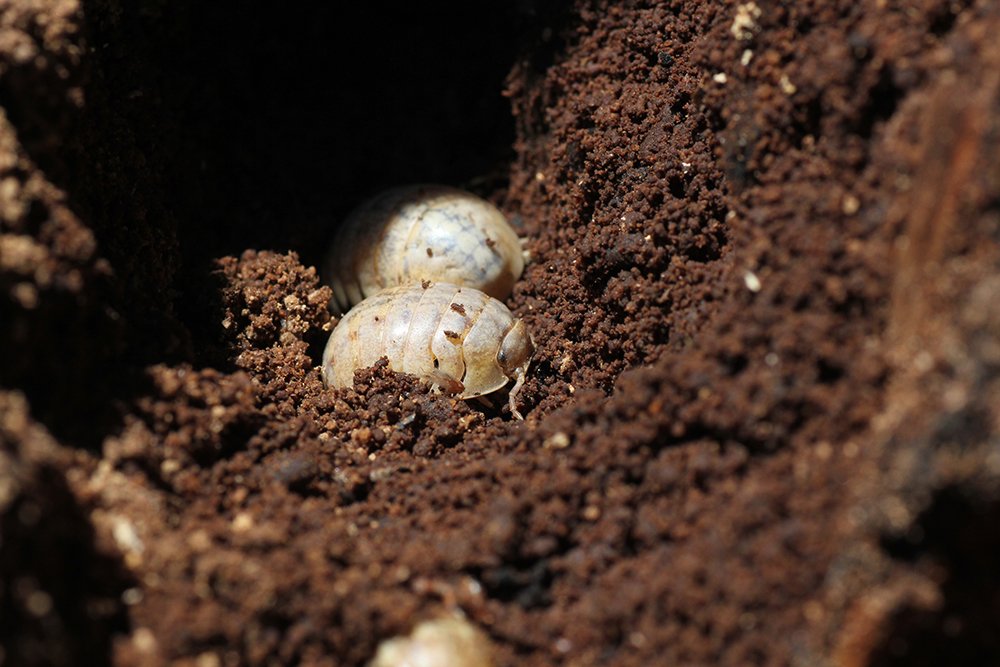 Duborget Robin - Helleria brevicornis - réf. 104330 (1000 x 667 pixels, 114 ko)