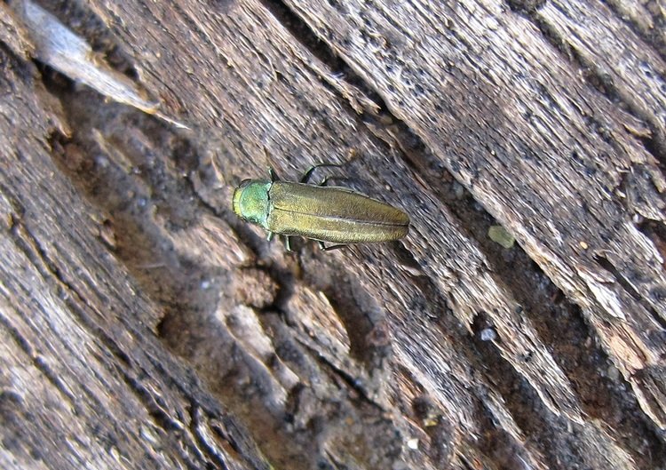 Calmont B. - Agrilus (Xeragrilus) graecus - réf. 104472 (750 x 529 pixels, 145 ko)