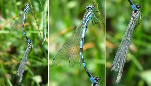 Réf. 105 645 : Coenagrion hastulatum
