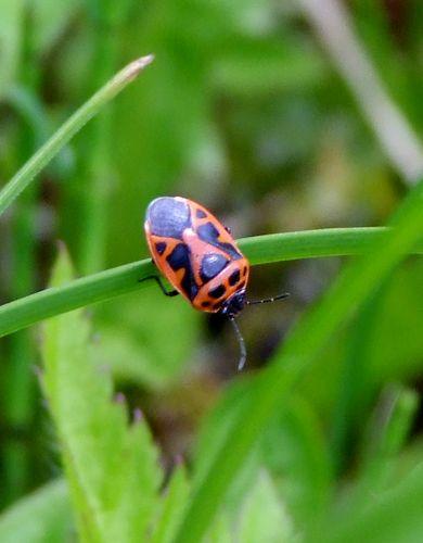 Réf. 105 685 : Eurydema dominulus