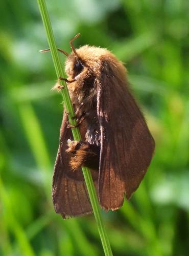 Malacosoma alpicola