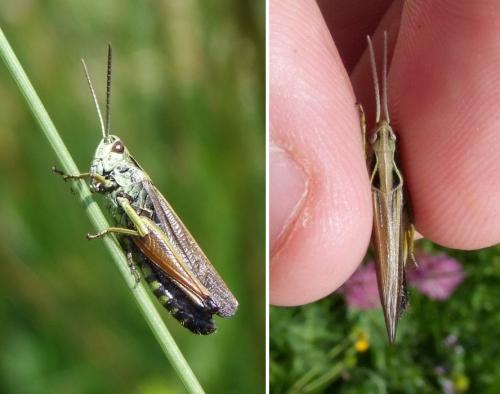 Omocestus viridulus