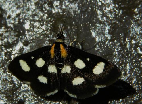 Réf. 105 186 : Anania funebris