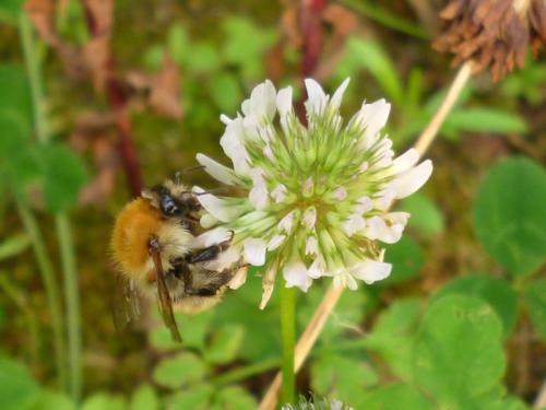 Bombus sp.