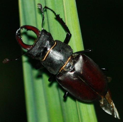 Lucanus cervus