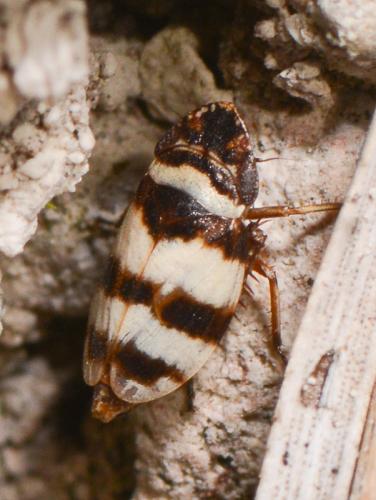 Planaphrodes bifasciatus