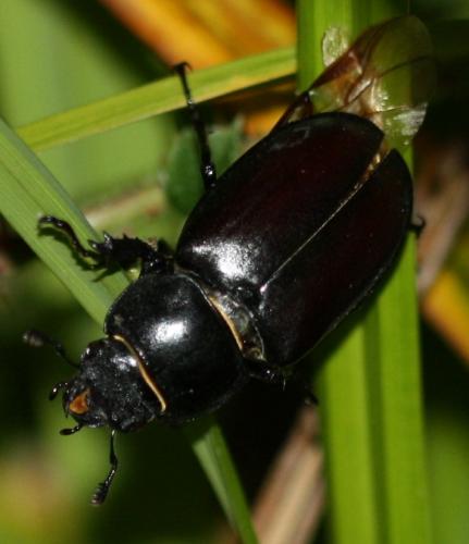 Lucanus cervus