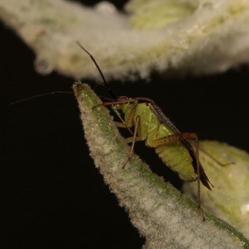 Réf. 105 260 : Closterotomus trivialis