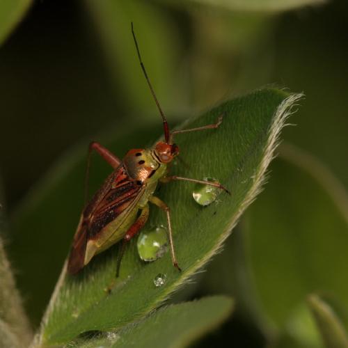 Réf. 105 912 : Closterotomus trivialis
