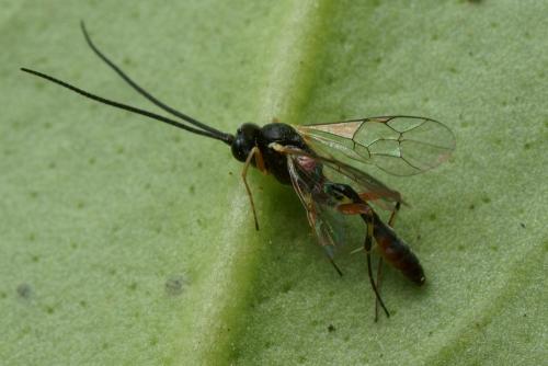 Réf. 105 090 : Diadegma sp.