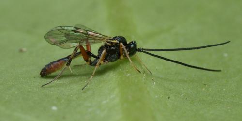 Réf. 105 089 : Diadegma sp.
