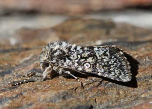 Hadena tephroleuca
