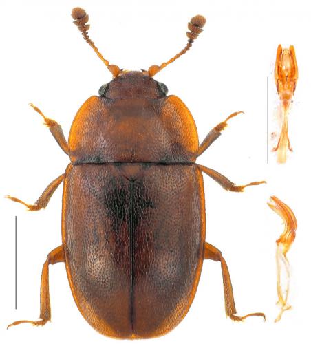 Epuraea aestiva