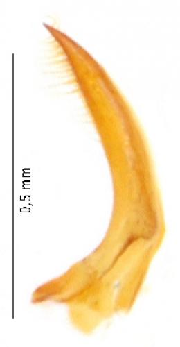 Epuraea aestiva