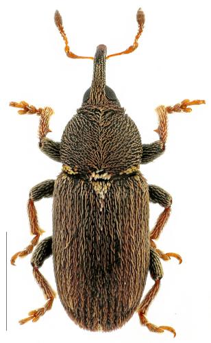 Tychius cuprifer